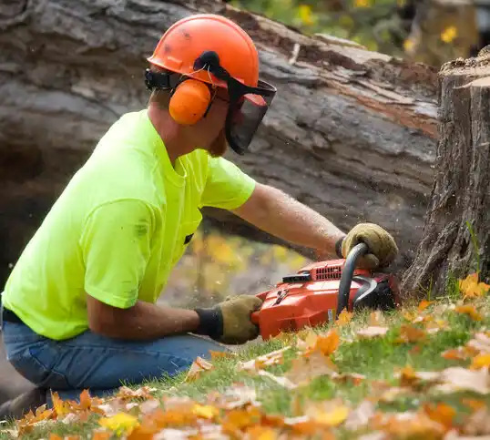 tree services Morningside